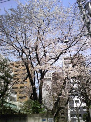 於岩稲荷田宮神社　桜